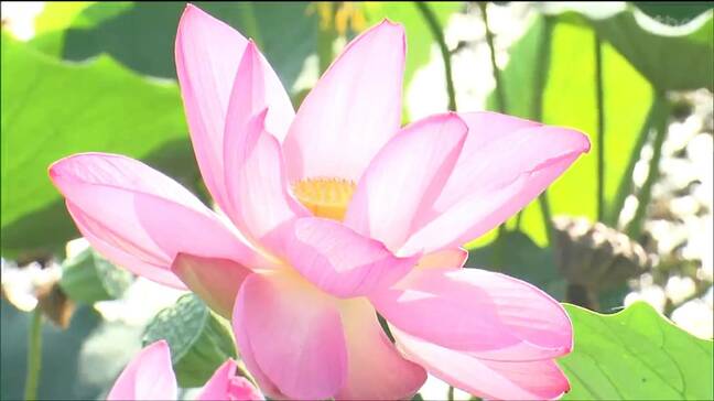 伊豆沼の遊覧船運航１週間延長に　ハスの見ごろ続く　宮城・登米市栗原市|TBS NEWS DIG