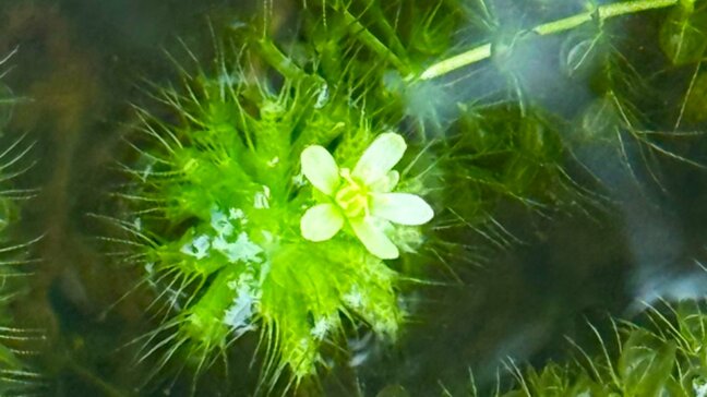 “幻の花”ムジナモが開花　夏に1度、昼の2時間だけ咲く"滅多に見られない"花　他に2つ大きなつぼみがあり28日にも開花するかも…！|TBS NEWS DIG