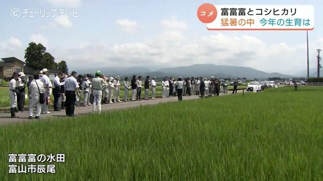 富山の米「富富富」「コシヒカリ」生育は順調も猛暑を懸念　生産者らが現地調査、水管理の徹底呼びかけへ　富山|TBS NEWS DIG