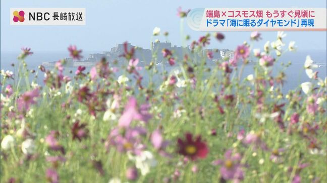 ドラマ「海に眠るダイヤモンド」感動シーンを再現 長崎市の端島(軍艦島)を望むコスモス畑がもうすぐ見頃に|TBS NEWS DIG