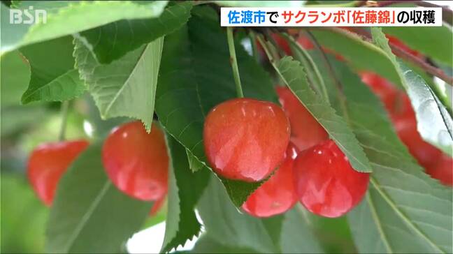 サクランボの王様『佐藤錦』収穫始まる　新潟・佐渡市|TBS NEWS DIG