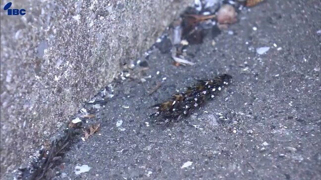 岩手県大槌町山林火災は発生５日目　心配そうに見つめる住民|TBS NEWS DIG