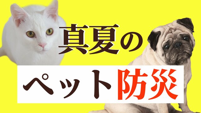 南海トラフ巨大地震が起きたら「ペット」をどう守る?東日本大震災では3000頭以上の犬が犠牲に…【ペット防災】|TBS NEWS DIG