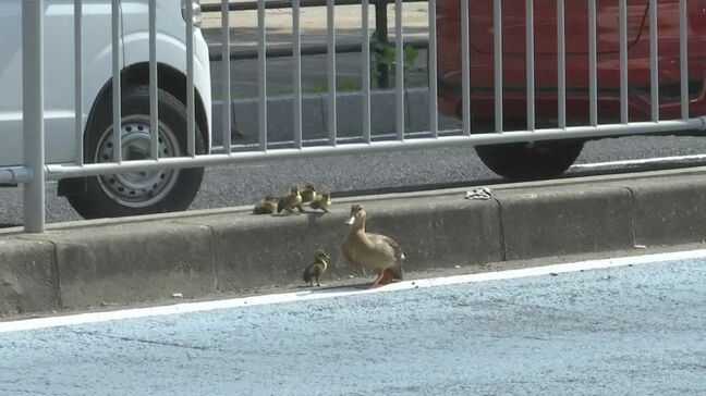 【大ピンチ】カルガモ親子、駅前の県道を渡ろうとして車に轢かれかける　警察出動も…「まじか！」約3時間にわたる救出劇の一部始終　11羽の運命は？　「なんか涙が出そう」|TBS NEWS DIG