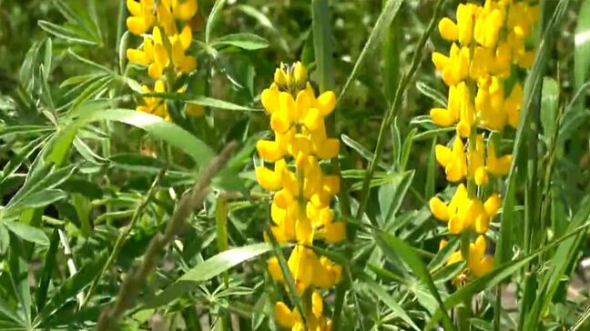 黄色のルーピン100万本鮮やかに　4月中旬まで見ごろ　東串良町・柏原海岸　鹿児島|TBS NEWS DIG