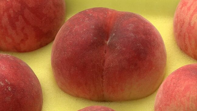 県内では珍しい“赤い桃”の目揃え会 広島市場のニーズに合わせ60年ほど前から生産【岡山・新見市】|TBS NEWS DIG