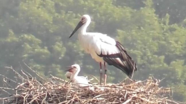 コウノトリのヒナ2羽に個体を識別するための足環取り付け まんのう町で4月に誕生「元気に育つよう静かに見守って」【香川】 |TBS NEWS DIG