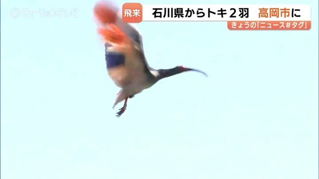 佐渡から石川・羽咋へ…そして富山へ！放鳥トキ8羽の現在地をGPSで追跡、高岡市で2羽の生存を確認|TBS NEWS DIG