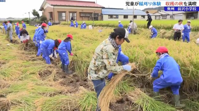 児童が鎌を使い、5月に自分たちで田植えをした水田で稲刈り 収穫したコメは学校で餅つきをして食べる予定 岩手・奥州市|TBS NEWS DIG