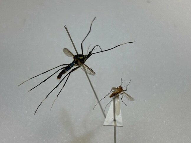 恐怖⁉ 日本最大級の蚊 実は…血を吸わない エサは他の蚊という“神蚊” 出会えればラッキー 見た目はキラキラ|TBS NEWS DIG