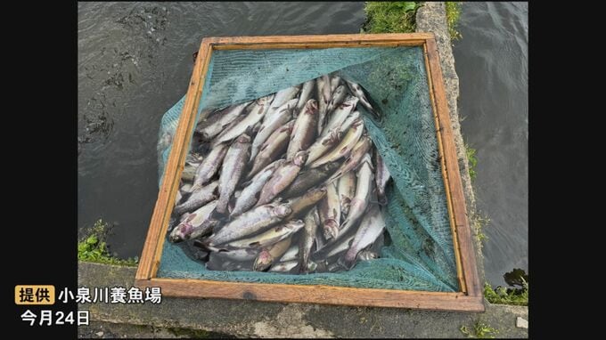 養殖「ニジマス」約2トン大量死、業者悲痛「残念だとしか言いようがない」　大雨で水路が詰まり池が酸欠状態に…約1000匹が死ぬ　被害額約450万円　鳥取県倉吉市|TBS NEWS DIG