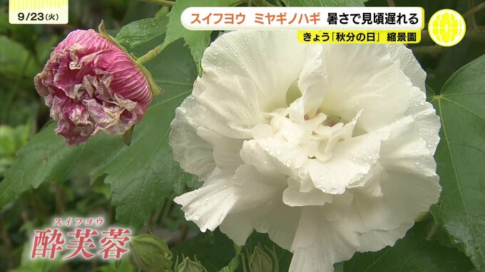 朝と夕方で色が変わる 秋の訪れ告げる"フヨウ"が咲き始める　広島市　縮景園|TBS NEWS DIG