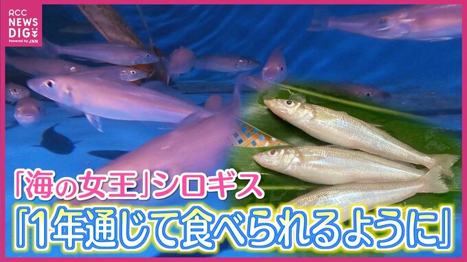 “海の女王” シロギス　光り輝く魚を完全養殖で量産化　広島の企業が初めて実現　沖縄で育てたシロギスが全国へ　|　RCC NEWS | 広島ニュース | RCC中国放送