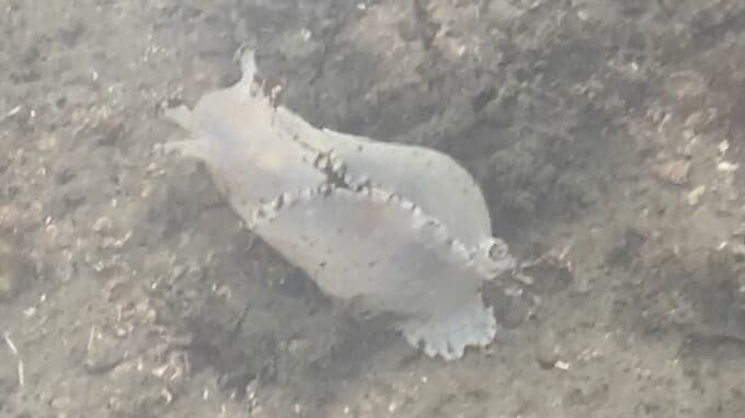 縁起が良い？　白い「アメフラシ」見つかる　|　BSSニュース | BSS山陰放送