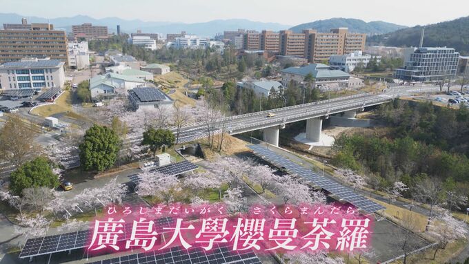 ｢広大って自然がきれい｣　1300本の「櫻曼荼羅」が見ごろに　ドローンが捉えた春景色　広島大学　東広島キャンパス|TBS NEWS DIG