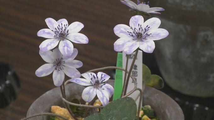 春の訪れ告げる「雪割草」展 「変化と個性を楽しんで」能登半島地震の被災地・輪島市門前「国内有数の群生地」|TBS NEWS DIG