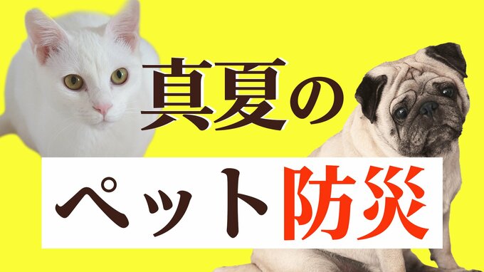 南海トラフ巨大地震が起きたら「ペット」をどう守る？東日本大震災では3000頭以上の犬が犠牲に…【ペット防災】|TBS NEWS DIG