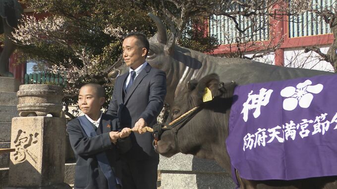 体重280キロ生きた子牛・当せんしたのは小学５年生「牛と一緒にレスリングをしたい」　防府天満宮恒例“牛替神事”　|　山口のニュース・天気・防災｜tys NEWS｜ｔｙｓテレビ山口