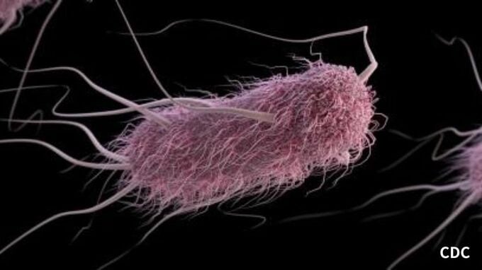 60代男性が腹痛や水様便の症状を訴える...「腸管出血性大腸菌（O157）」によるベロ毒素産生を確認...入院中も症状は軽症化【岡山】|TBS NEWS DIG