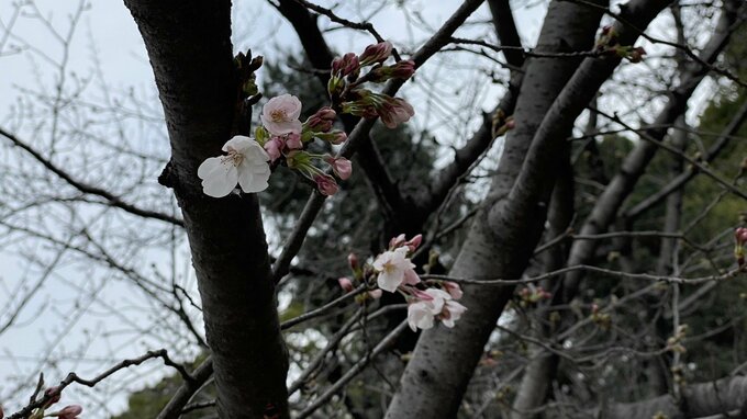 広島で桜開花発表　平年と同じ日の開花　去年より6日遅く　縮景園にあるソメイヨシノの標本木で５輪以上の開花を確認「はれるん」も祝福　広島地方気象台　|　RCC NEWS | 広島ニュース | RCC中国放送