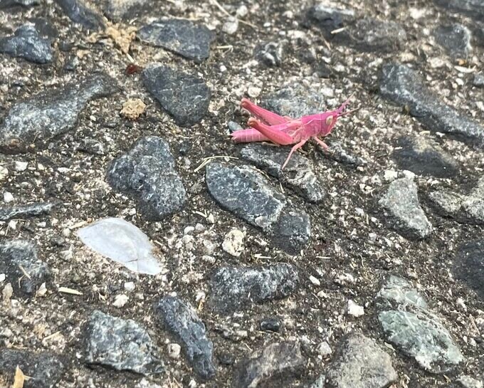 珍しいピンクのバッタが今度は飯田市でしかも2匹　8月10日の上田市に続いての目撃と撮影　遺伝子の突然変異による色素異常|TBS NEWS DIG