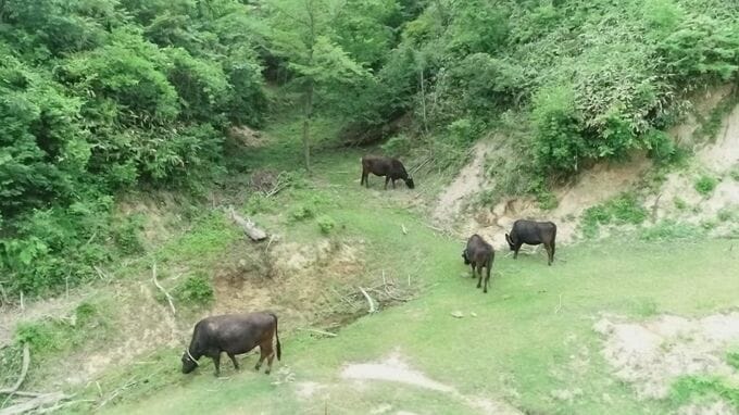 広さ東京ドーム5個分の山に牛を放牧　「どこにいるの？」1週間迷子の牛も…山奥の“ポツンと一軒家”に住む繁殖農家の男性の暮らしとは？　後継者はどうする？　|　BSSニュース | BSS山陰放送