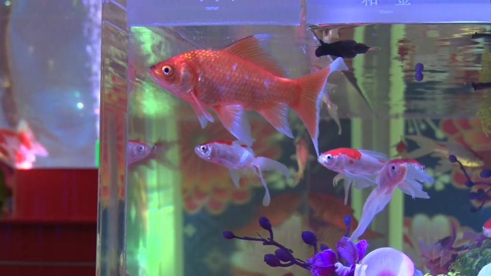 優雅に泳ぐ色とりどりの金魚で幻想的な空間広がる　沖縄金魚ミュージアム