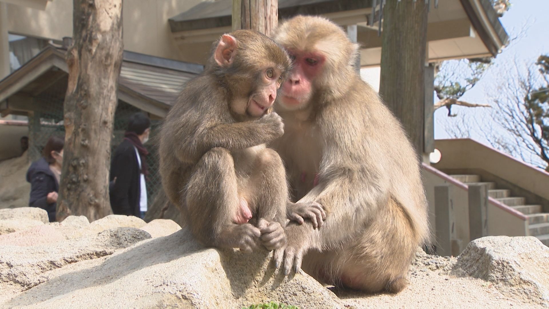 赤ちゃんザルの名前募集始まる 大分市の高崎山自然動物園 | TBS NEWS DIG