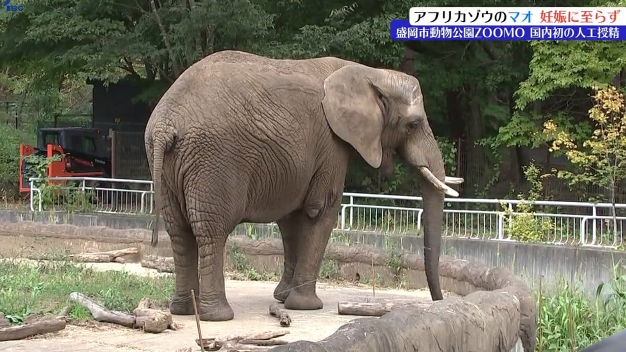 国内初の人工授精行った盛岡市動物公園ZOOMOの人気者、アフリカゾウの