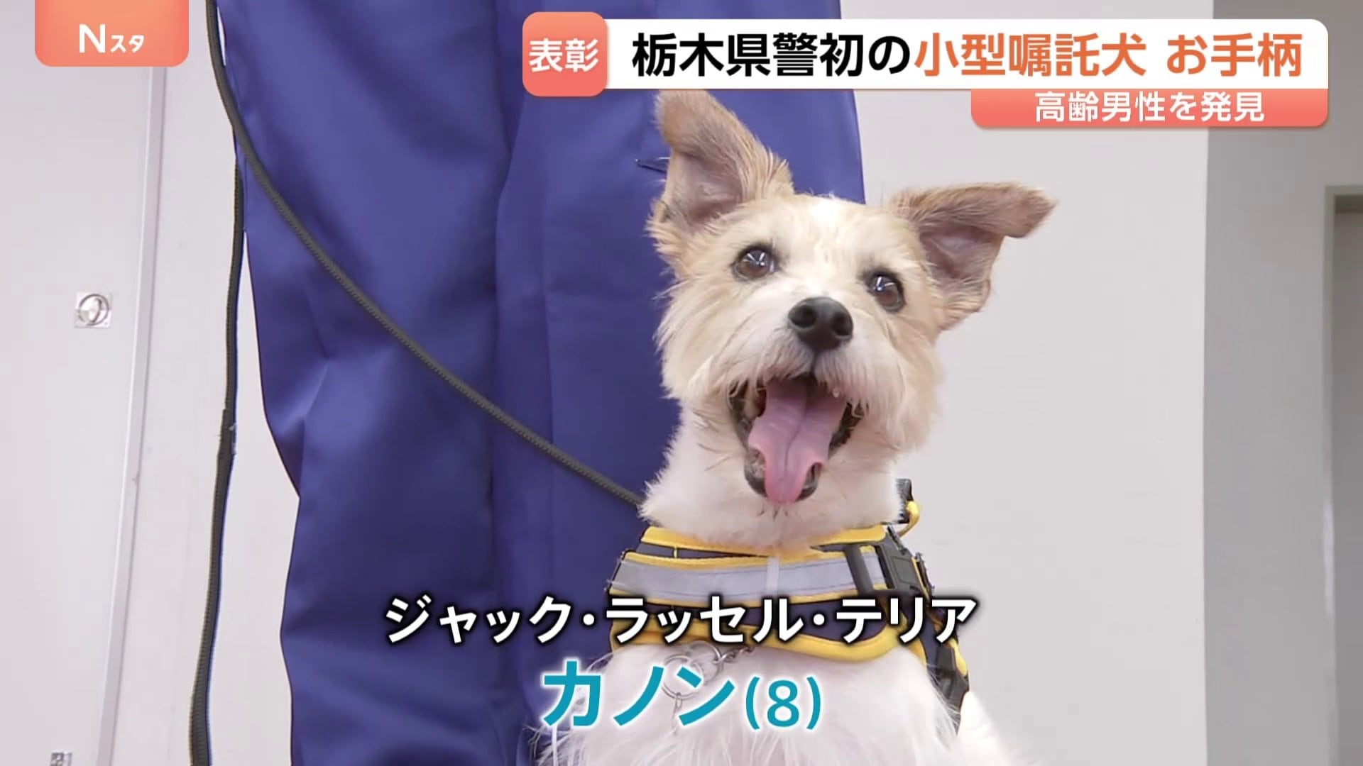 ジャック・ラッセル・テリアの警察犬がお手柄 道に迷った80代男性を