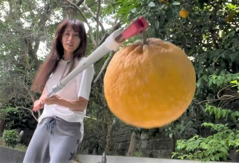 工藤静香 】 高枝切りバサミでオレンジ収穫 → オレンジピールとゼリー