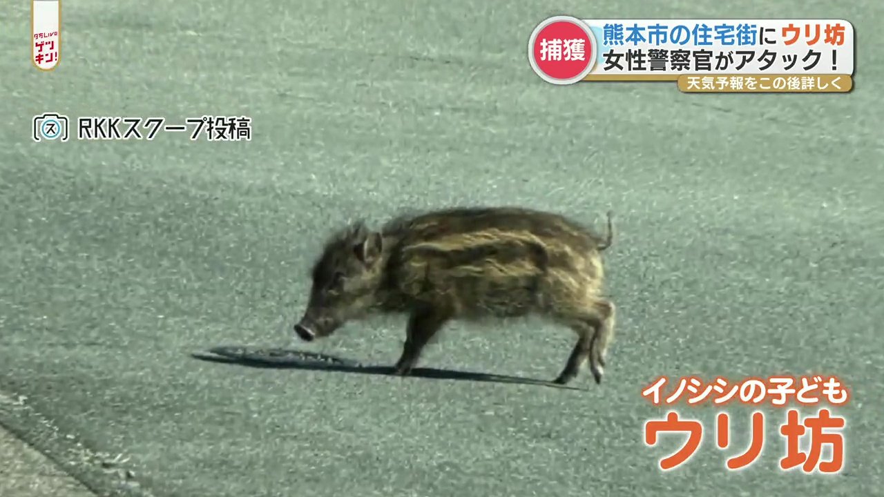 住宅街にウリ坊 女性警察官が子どものイノシシと格闘 結果は Rkk熊本放送 Goo ニュース