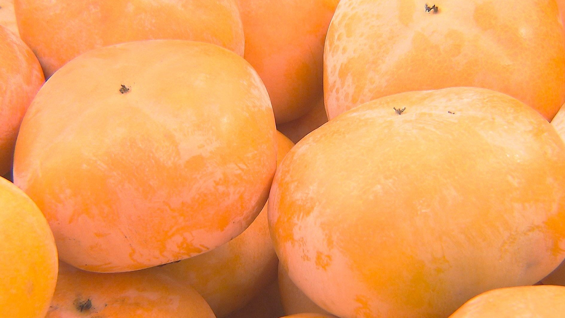 豊の七瀬柿」の収穫最盛期 種がなく果肉がやわらかいのが特徴 60トンを