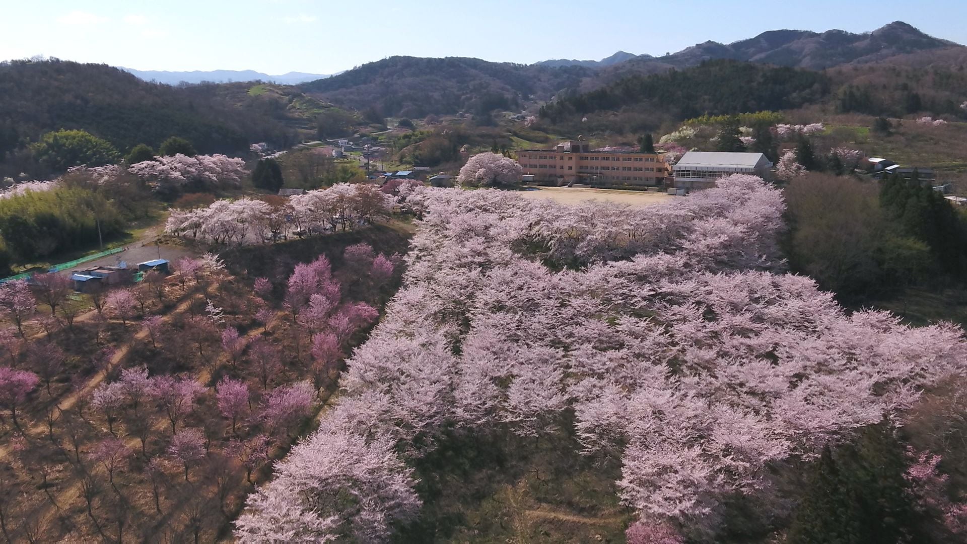 映像】春に染まる 紅屋峠千本桜 福島・伊達市【カメラめせん㊺】 | TBS