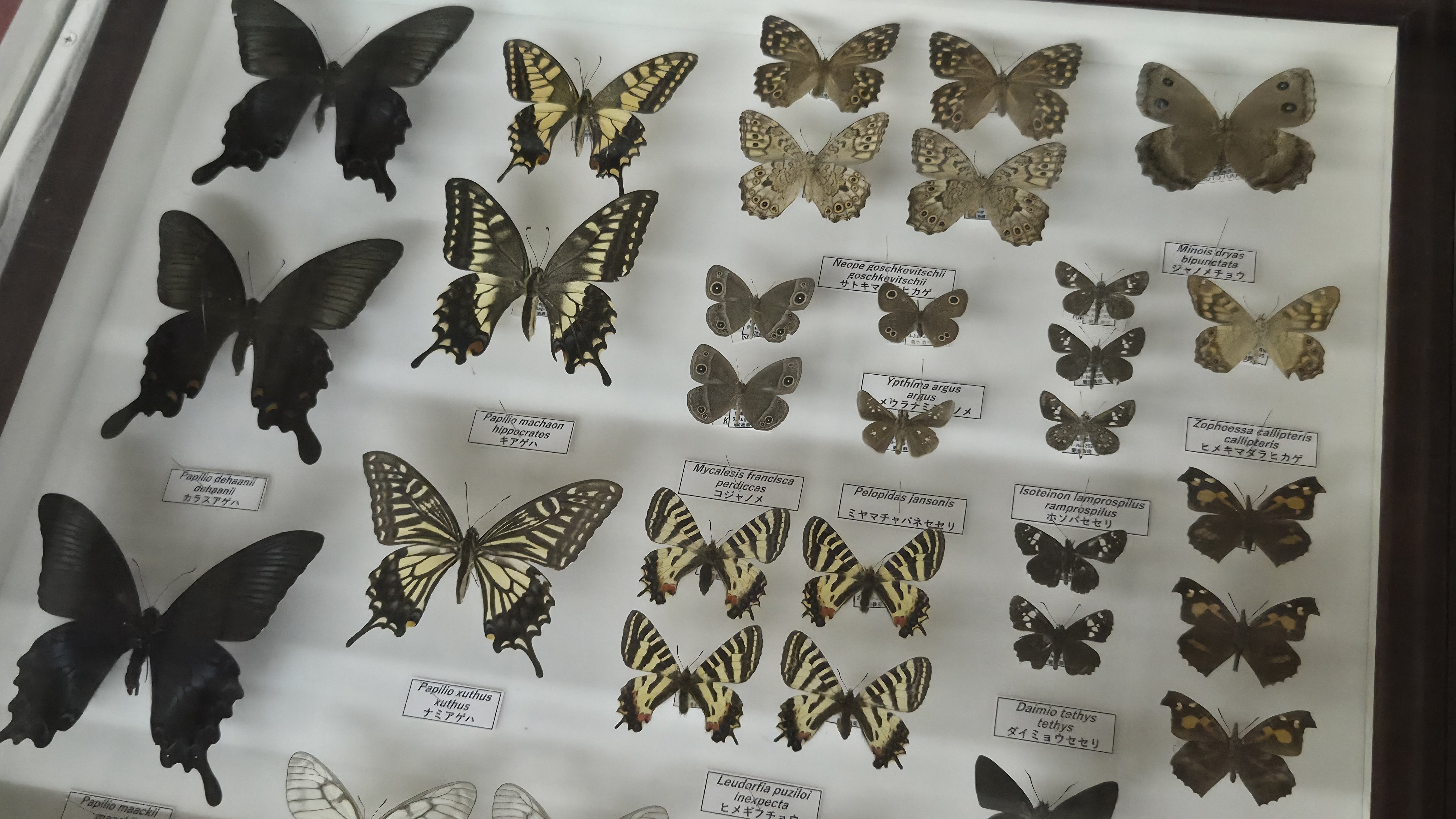 チョウ、カミキリムシの展示数が豊富！昆虫を愛する気持ちが熱く伝わっ