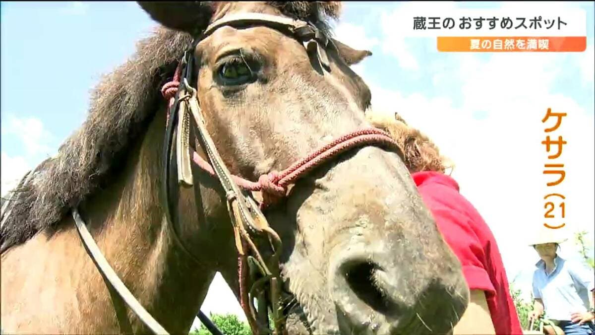 馬に乗る女の人 田舎道の馬に乗った赤いドレスを着た若い金髪の女の子の馬乗り。夕方
