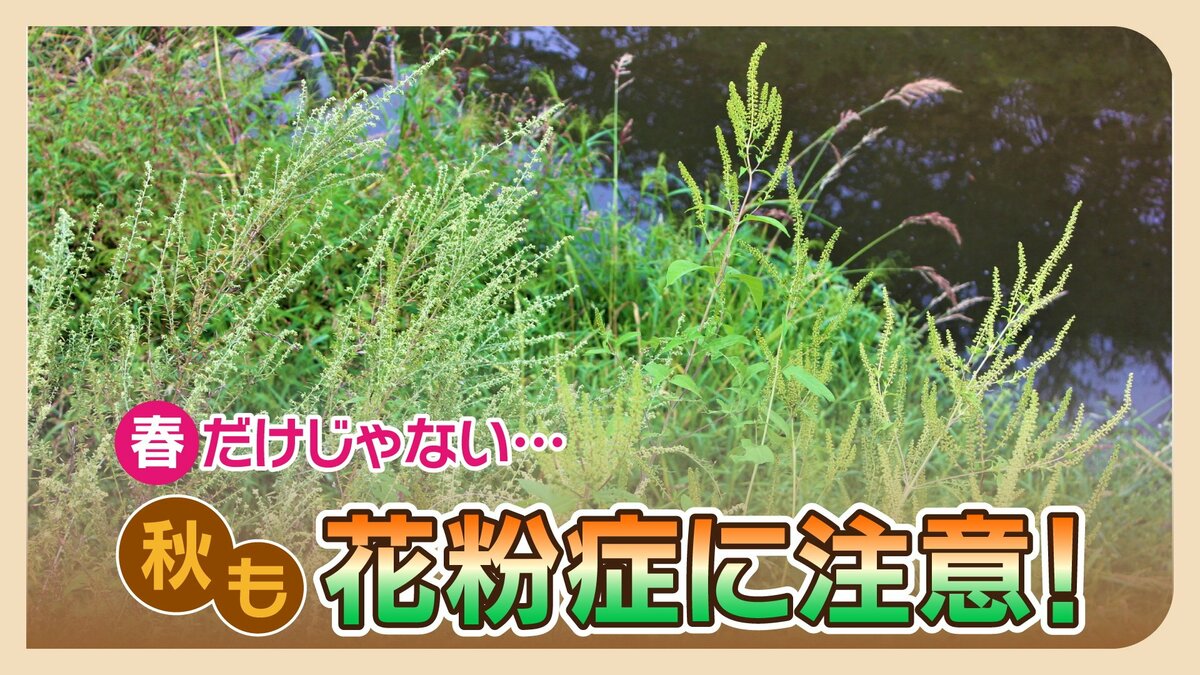 鼻水・咳・・・・もしかしたら風邪ではなく”花粉症”かも！？秋も花粉症