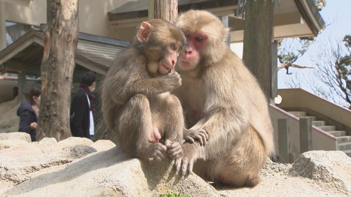 赤ちゃんザルの名前募集始まる 大分市の高崎山自然動物園