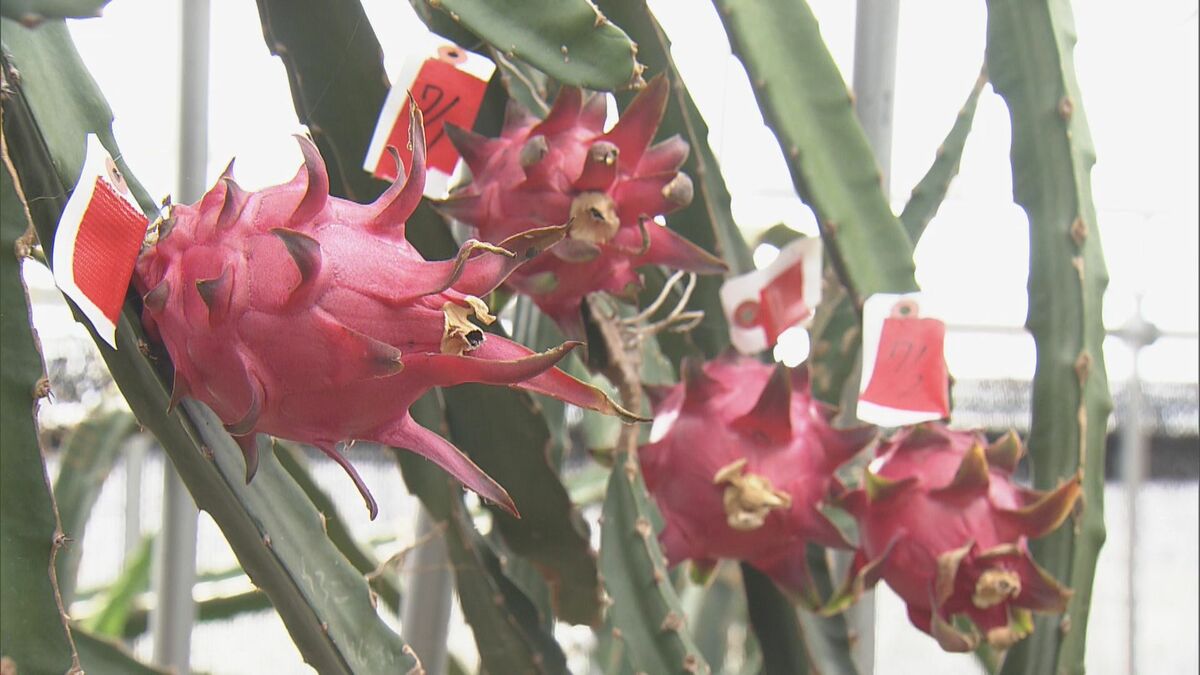 中南米原産の真っ赤な果実　ドラゴンフルーツの収穫が三重県伊勢市の農場で始まる