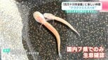 「生きたままの展示はまずない」国内7県でのみ生息確認“ドウクツミミズハゼ”が仲間入り 非常に珍しい魚種【高知】|TBS NEWS DIG
