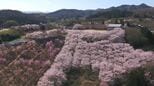 【映像】春に染まる　紅屋峠千本桜　福島・伊達市【カメラめせん㊺】|TBS NEWS DIG