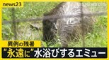 3連休“警報級”大雨に警戒 21日は東京36℃予想 異例の残暑に「怖いぐらいの暑さ」動物園では“永遠に”水を浴びるエミューも【news23】|TBS NEWS DIG