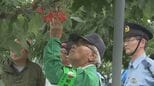 サクランボを守れ！くだもの盗難防止パトロール始まる　福島市|TBS NEWS DIG