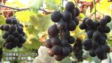 お盆の贈答用に人気 大粒ブドウ「藤稔」 延岡市北浦町で収穫が始まる | MRTニュース | MRT宮崎放送