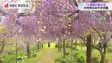 藤が見ごろ　大村市のみやざき園　|　長崎のニュース | 天気 | NBC長崎放送