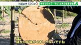 「年輪が4つしかない」5年で15mに!あっという間に伸びる木が地球温暖化防止の救世主に【SDGs】 | 静岡のニュース | SBSNEWS | 静岡放送