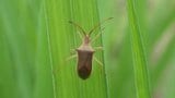 ”コメの天敵”カメムシが大量発生 佐賀県が「注意報」を発表 連日の猛暑と少雨が要因で新米に”斑点”のおそれ | 福岡のニュース|RKB NEWS|RKB毎日放送