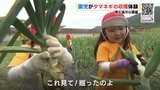 「ヤミー（おいしい）！」 園児がタマネギの収穫体験　東広島市の農園　|　RCC NEWS | 広島ニュース | RCC中国放送