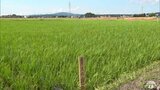 「なるべく稲を冷やす」青森県産米の生産指導者の研修会　今夏も気温が高い傾向が見込まれ県が「用水」を有効活用した高温対策呼びかける　|　青森のニュース│ATV NEWS│青森テレビ
