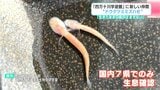 「生きたままの展示はまずない」国内7県でのみ生息確認“ドウクツミミズハゼ”が仲間入り　非常に珍しい魚種【高知】　|　高知のニュース・天気｜KUTV NEWS | KUTVテレビ高知